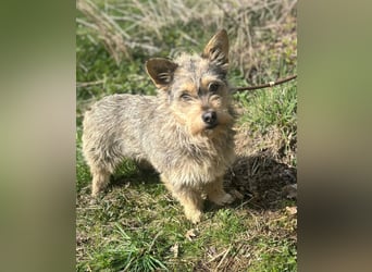 SUNNY wartet in 35329