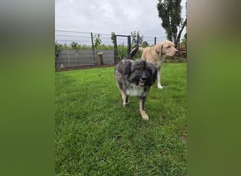 LILA ❤️ ein Engel, Pflegefamilie Kevelaer