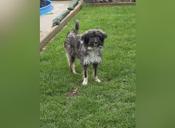 LILA ❤️ ein Engel, Pflegefamilie Kevelaer