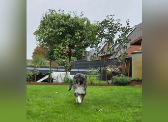 LILA ❤️ ein Engel, Pflegefamilie Kevelaer