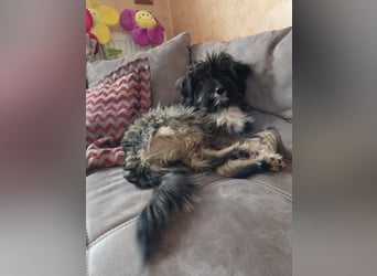 LILA ❤️ ein Engel, Pflegefamilie Kevelaer
