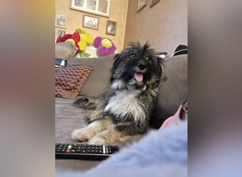 LILA ❤️ ein Engel, Pflegefamilie Kevelaer