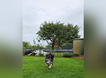 LILA ❤️ ein Engel, Pflegefamilie Kevelaer