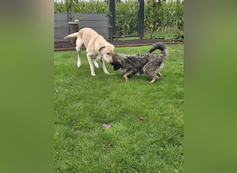 LILA ❤️ ein Engel, Pflegefamilie Kevelaer