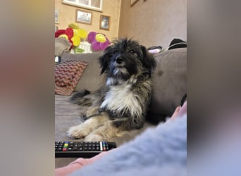 LILA ❤️ ein Engel, Pflegefamilie Kevelaer