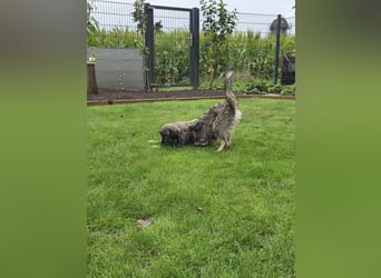 LILA ❤️ ein Engel, Pflegefamilie Kevelaer