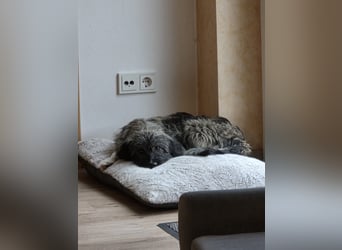 LILA ❤️ ein Engel, Pflegefamilie Kevelaer