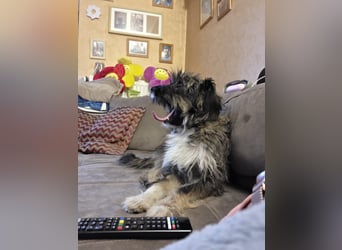 LILA ❤️ ein Engel, Pflegefamilie Kevelaer