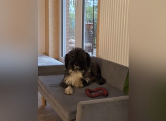LILA ❤️ ein Engel, Pflegefamilie Kevelaer