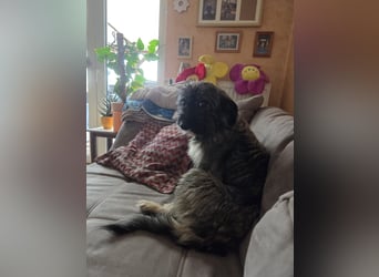 LILA ❤️ ein Engel, Pflegefamilie Kevelaer