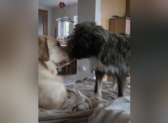 LILA ❤️ ein Engel, Pflegefamilie Kevelaer