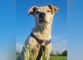 SMILLA - verschmuste Seniorin sucht ihr "final match"