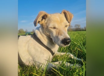 SMILLA - verschmuste Seniorin sucht ihr "final match"