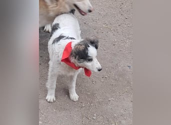 Ray, hübscher Jungspund sucht Bleibe