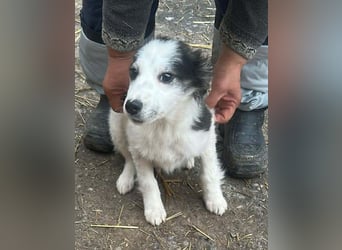 Ray, hübscher Jungspund sucht Bleibe