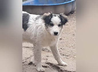 Ray, hübscher Jungspund sucht Bleibe