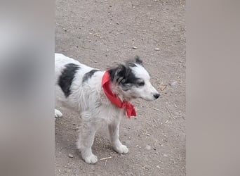 Ray, hübscher Jungspund sucht Bleibe