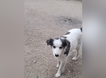 Ray, hübscher Jungspund sucht Bleibe
