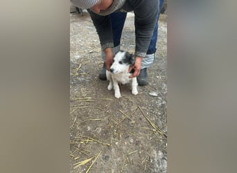 Ray, hübscher Jungspund sucht Bleibe