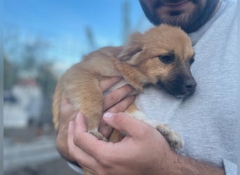 AADA sucht ein Zuhause