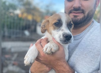 AADHI sucht ein Zuhause