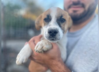 AADHI sucht ein Zuhause