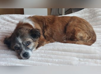 wunderschöne Soul sucht liebevolle Familie