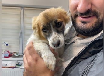 AALIA sucht ein Zuhause