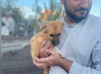 AADA sucht ein Zuhause