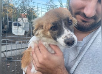 AALIA sucht ein Zuhause