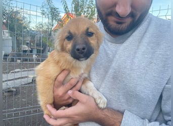 AADA sucht ein Zuhause