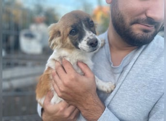 AALIA sucht ein Zuhause