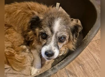 wunderschöne Soul sucht liebevolle Familie