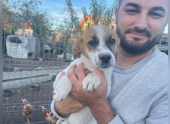 AADHI sucht ein Zuhause