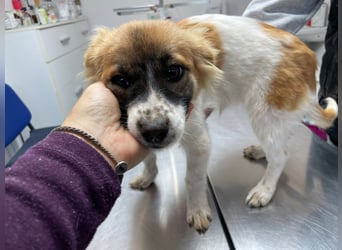 AALIA sucht ein Zuhause