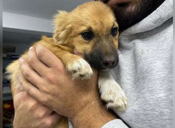 AADA sucht ein Zuhause