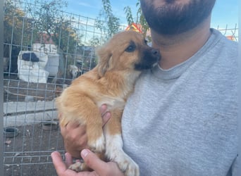 AADA sucht ein Zuhause