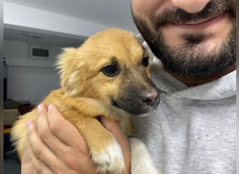 AADA sucht ein Zuhause