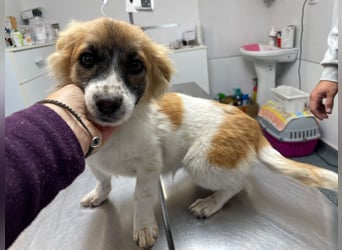 AALIA sucht ein Zuhause