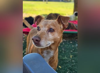 LILLI (CANELA) ❤️ einfach süß, Pflegefamilie Kevelaer