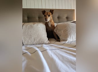 LILLI (CANELA) ❤️ einfach süß, Pflegefamilie Kevelaer