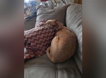 LILLI (CANELA) ❤️ einfach süß, Pflegefamilie Kevelaer