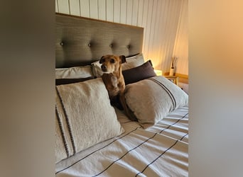 LILLI (CANELA) ❤️ einfach süß, Pflegefamilie Kevelaer