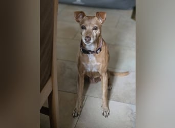 LILLI (CANELA) ❤️ einfach süß, Pflegefamilie Kevelaer