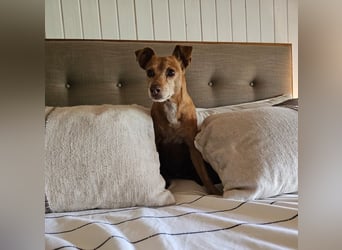 LILLI (CANELA) ❤️ einfach süß, Pflegefamilie Kevelaer
