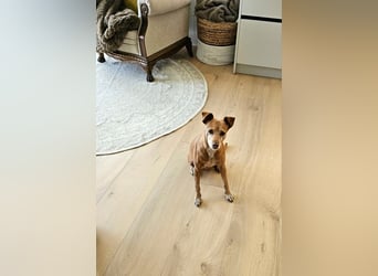 LILLI (CANELA) ❤️ einfach süß, Pflegefamilie Kevelaer