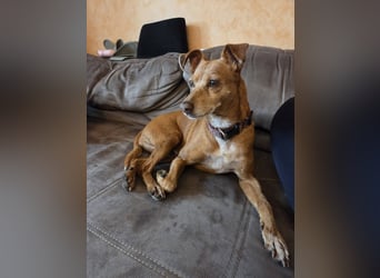 LILLI (CANELA) ❤️ einfach süß, Pflegefamilie Kevelaer