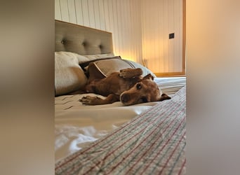 LILLI (CANELA) ❤️ einfach süß, Pflegefamilie Kevelaer