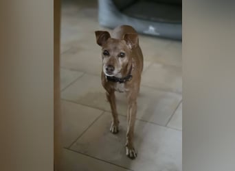 LILLI (CANELA) ❤️ einfach süß, Pflegefamilie Kevelaer