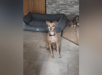 LILLI (CANELA) ❤️ einfach süß, Pflegefamilie Kevelaer